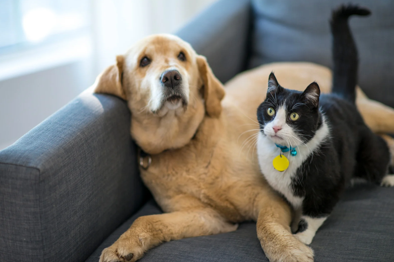 How to Move with Pets: Tips for a Smooth Transition